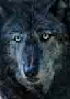 alpha male gray wolf